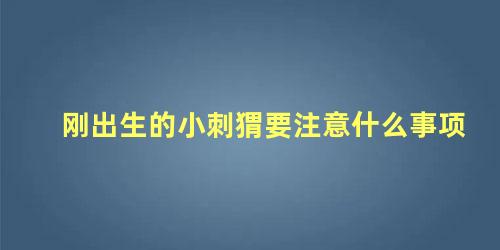 刚出生的小刺猬要注意什么事项