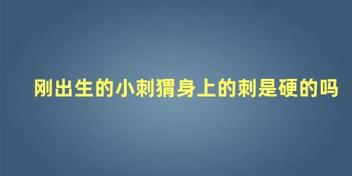 刚出生的小刺猬身上的刺是硬的吗