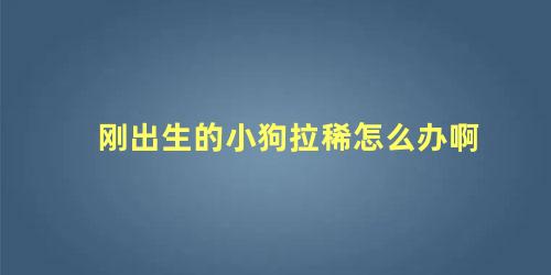 刚出生的小狗拉稀怎么办啊