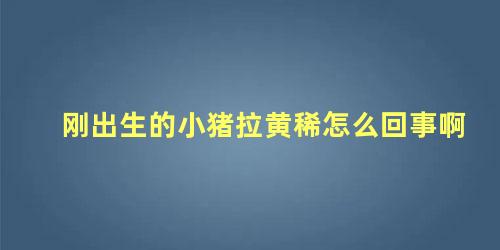 刚出生的小猪拉黄稀怎么回事啊