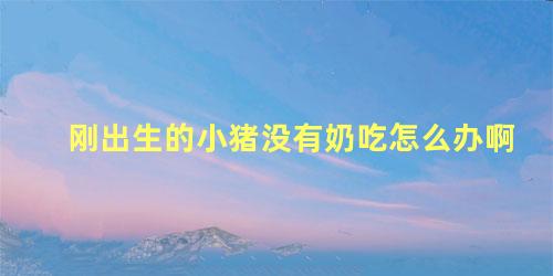刚出生的小猪没有奶吃怎么办啊