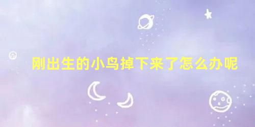 刚出生的小鸟掉下来了怎么办呢