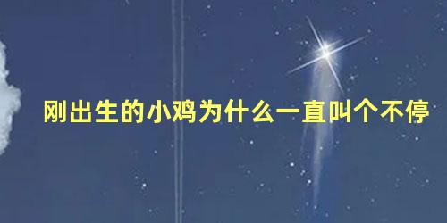 刚出生的小鸡为什么一直叫个不停