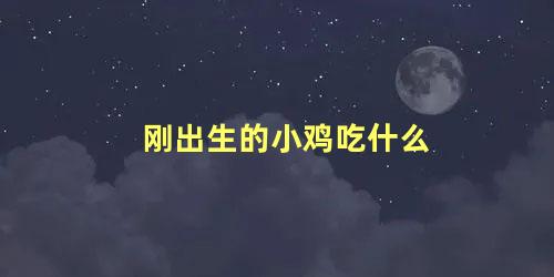 刚出生的小鸡吃什么