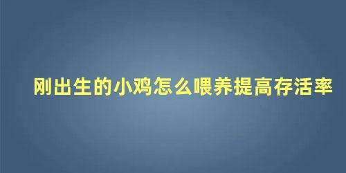 刚出生的小鸡怎么喂养提高存活率