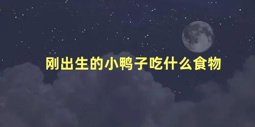 刚出生的小鸭子吃什么食物