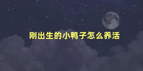 刚出生的小鸭子怎么养活