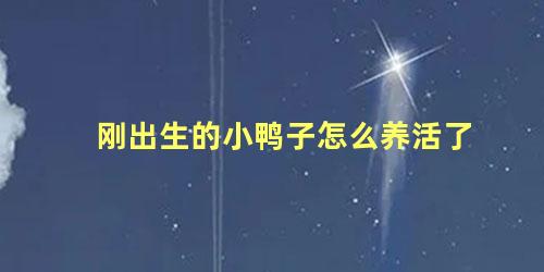 刚出生的小鸭子怎么养活了