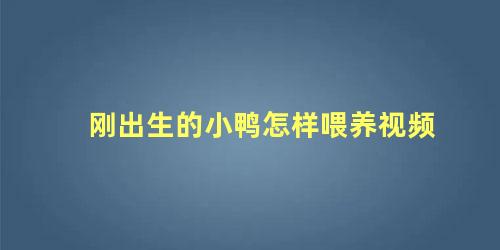 刚出生的小鸭怎样喂养视频