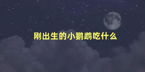 刚出生的小鹦鹉吃什么