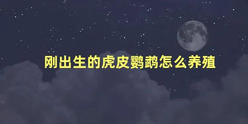 刚出生的虎皮鹦鹉怎么养殖
