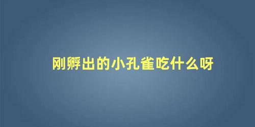 刚孵出的小孔雀吃什么呀