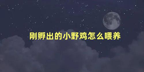 刚孵出的小野鸡怎么喂养