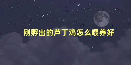 刚孵出的芦丁鸡怎么喂养好