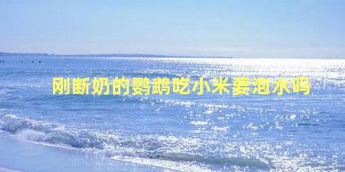 刚断奶的鹦鹉吃小米要泡水吗