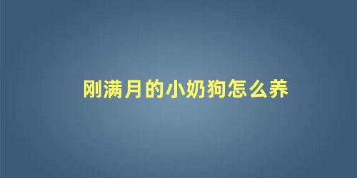 刚满月的小奶狗怎么养