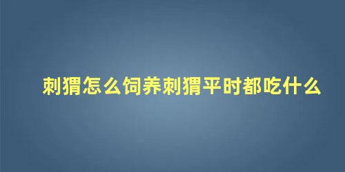 刺猬怎么饲养刺猬平时都吃什么