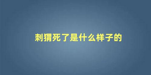 刺猬死了是什么样子的