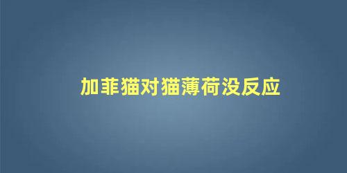 加菲猫对猫薄荷没反应