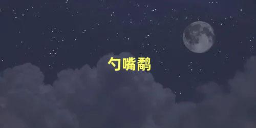 勺嘴鹬