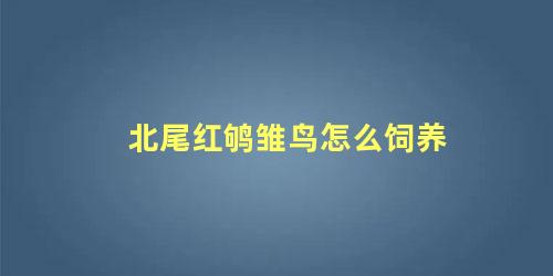 北尾红鸲雏鸟怎么饲养