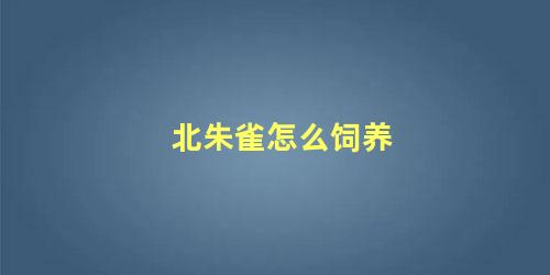 北朱雀怎么饲养