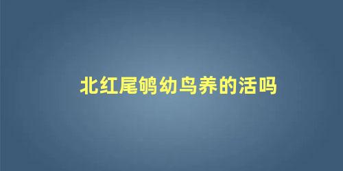 北红尾鸲幼鸟养的活吗
