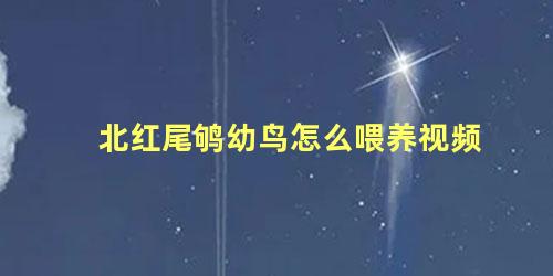 北红尾鸲幼鸟怎么喂养视频