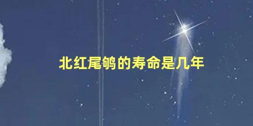 北红尾鸲的寿命是几年