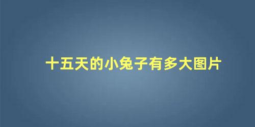 十五天的小兔子有多大图片