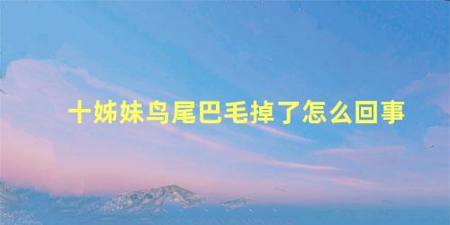 十姊妹鸟尾巴毛掉了怎么回事