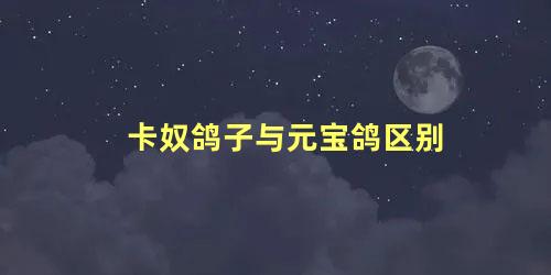 卡奴鸽子与元宝鸽区别