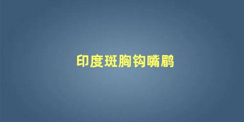 印度斑胸钩嘴鹛