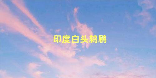 印度白头鸫鹛