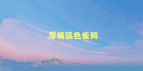 厚嘴狐色雀鹀