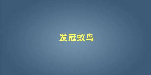 发冠蚁鸟