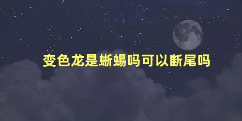 变色龙是蜥蜴吗可以断尾吗