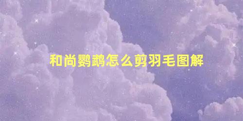 和尚鹦鹉怎么剪羽毛图解