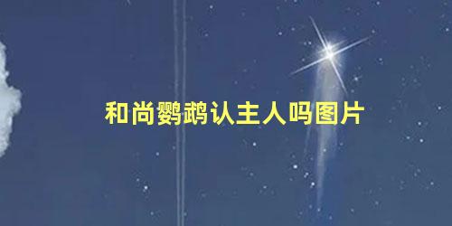 和尚鹦鹉认主人吗图片