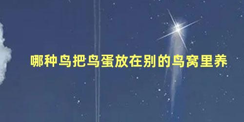 哪种鸟把鸟蛋放在别的鸟窝里养