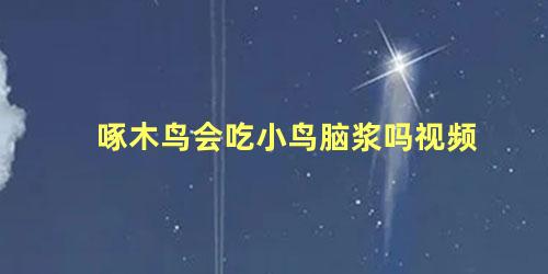 啄木鸟会吃小鸟脑浆吗视频