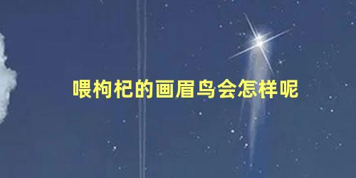 喂枸杞的画眉鸟会怎样呢