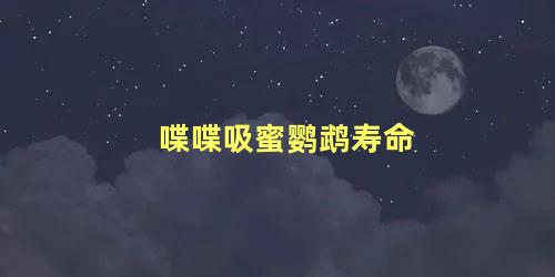 喋喋吸蜜鹦鹉寿命