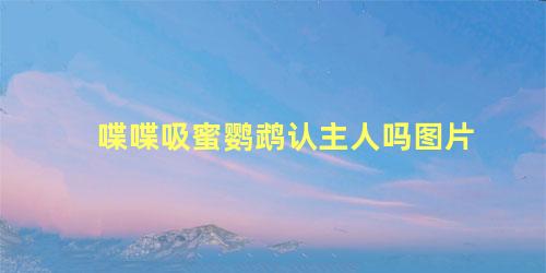 喋喋吸蜜鹦鹉认主人吗图片