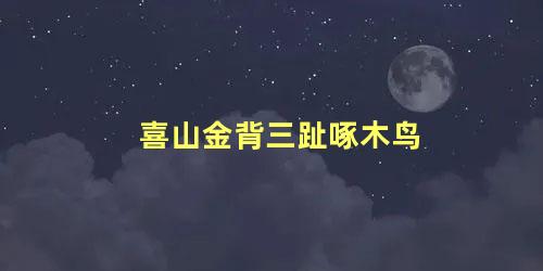 喜山金背三趾啄木鸟