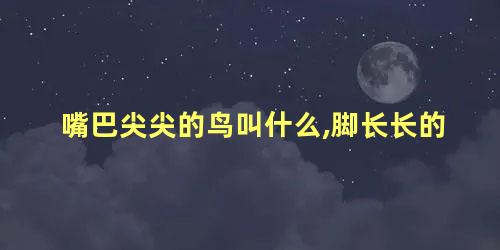 嘴巴尖尖的鸟叫什么,脚长长的
