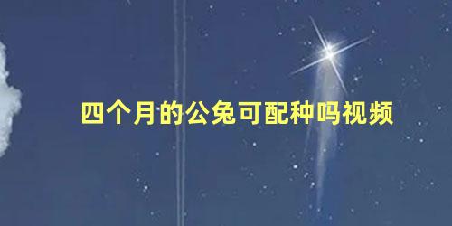 四个月的公兔可配种吗视频