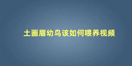 土画眉幼鸟该如何喂养视频