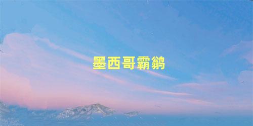 墨西哥霸鹟