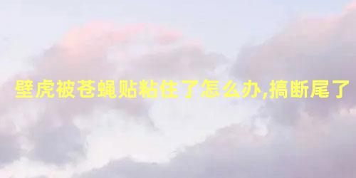 壁虎被苍蝇贴粘住了怎么办,搞断尾了